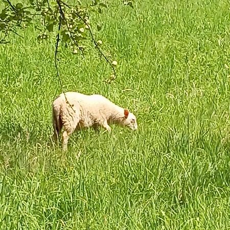Domek Caloroczny Zagroda Mlynski Sułkowice Dış mekan fotoğraf