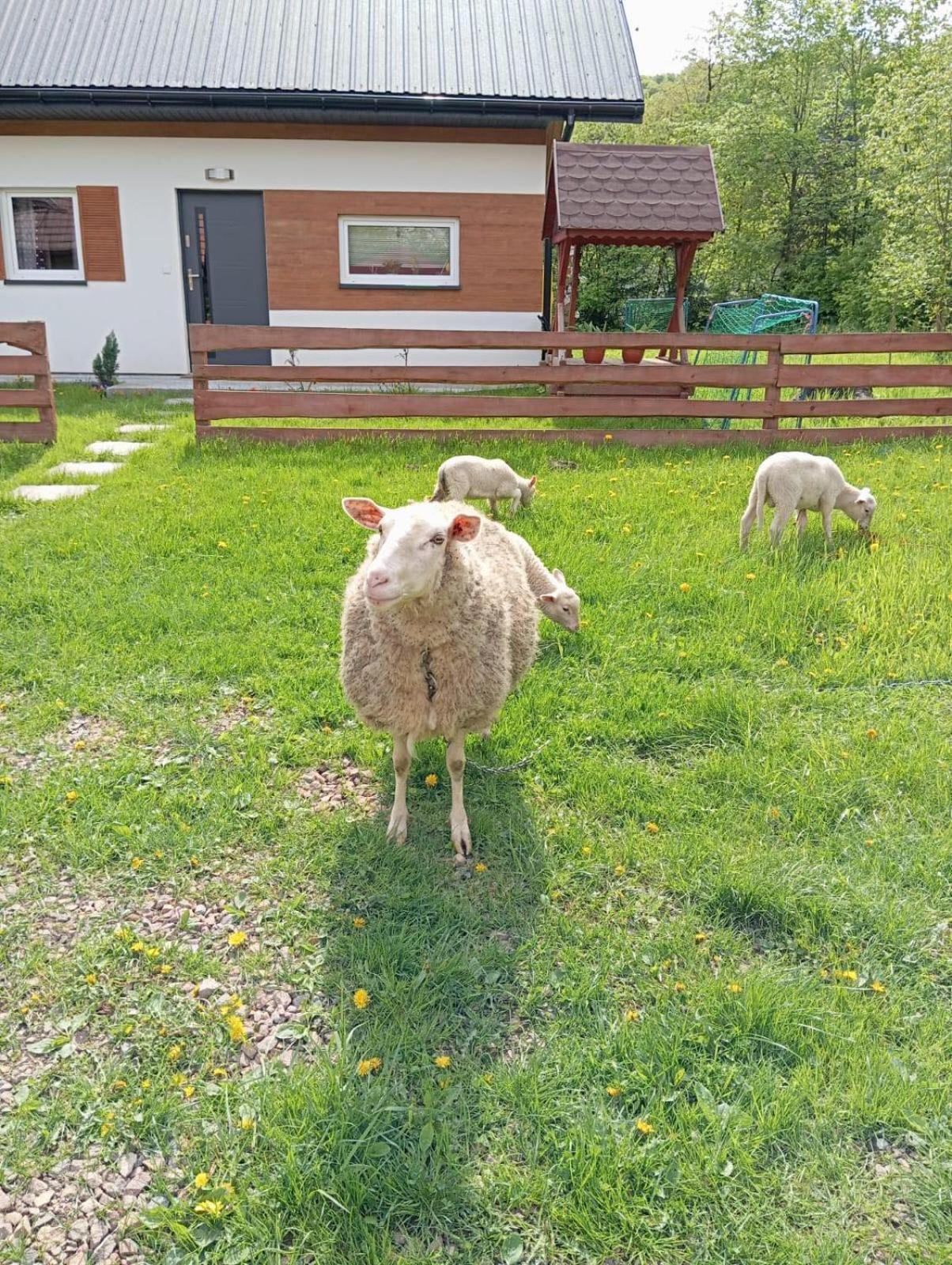 Domek Caloroczny Zagroda Mlynski Sułkowice Dış mekan fotoğraf